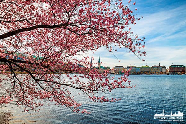 Kirschblüten an der Alster III - Bild von der Alster in Hamburg auf Leinwand, Acrylglas oder als Poster