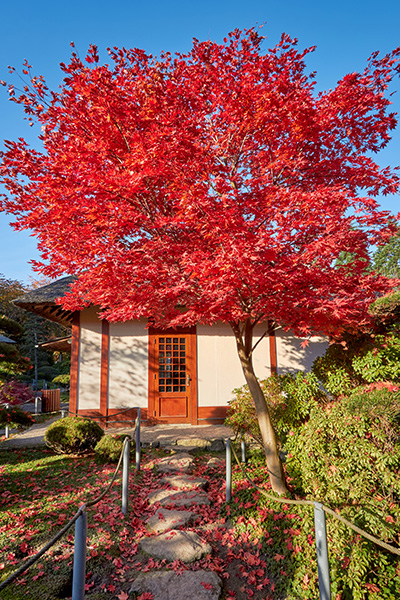 Hamburg bei Nacht Bild auf Leinwand - Rotes Herbstlaub