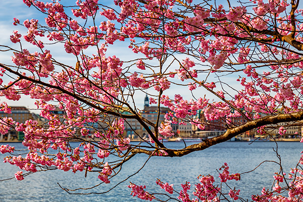 Kirschblüten an der Alster IV - Frühlingshaftes Bild aus Hamburg auf Leinwand, Acrylglas oder als Poster