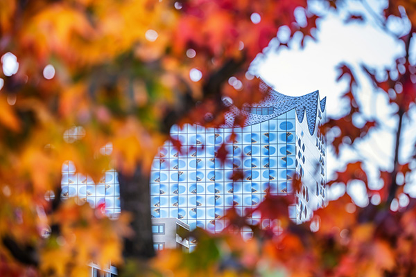 Herbstphilharmonie - Bild auf Leinwand, Acrylglas oder als Poster
