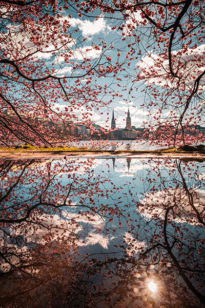 Kirschblütenmeer II - Bild von der Binnenalster in Hamburg auf Leinwand, Acrylglas, Akustikbild oder als Poster
